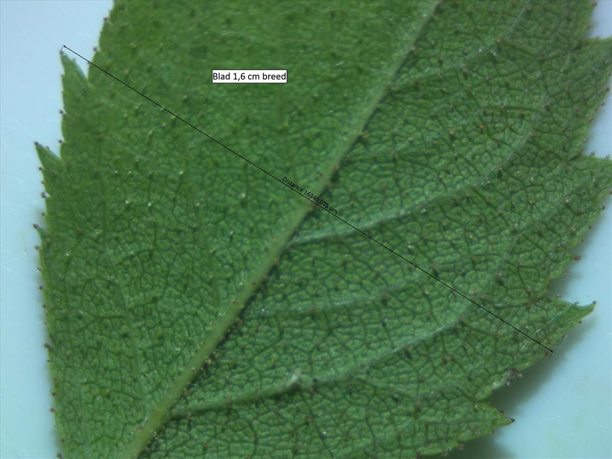 Rosa micrantha (door Jan Klinckenberg)